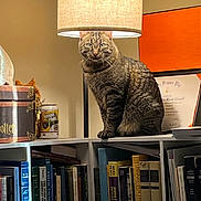 Danny joined the competition — help win amazing prizes! cat, tabby_cat, lamp, bookshelf, books, harry_potter_box, indoor, furniture, lamp_shade, reading, cozy, pet, animal, feline, sitting, brown, striped, decoration, home, interior