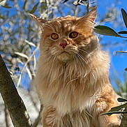 Aslan a rejoint le concours — aidez-le/la à gagner de superbes lots ! cat, orange_cat, fluffy, tree, branch, outdoor, nature, animal, pet, feline, whiskers, ears, eyes, sunlight, blue_sky, leaves, mammal, closeup, portrait, wildlife