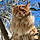 Aslan