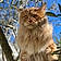 Aslan