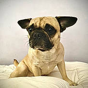 Hope is registered to the contest to win money with this photo: dog, pug, pet, animal, bed, indoor, cute, ears, face, fur, muzzle, nose, whiskers, sitting, looking, canine, domestic_animal, companion, portrait, light_gray_wall