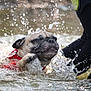 Hope is registered to the contest to win money with this photo: dog, pug, water, splash, life_jacket, pet, animal, outdoor, wet, swimming, person, legs, black_clothing, nature, active, close_up, playful, summer, fun, energy