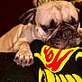 Hope is registered to the contest to win money with this photo: dog, pug, sleeping, resting, paw, cushion, black, yellow, red, closeup, pet, animal, cozy, relaxed, indoor, fur, snout, ears, face, napping