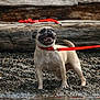 dog, pug, leash, collar, water, rocks, log, outdoor, pet, animal, canine, happy, tongue, fur, nature, shore, playful, standing, daylight, smiling