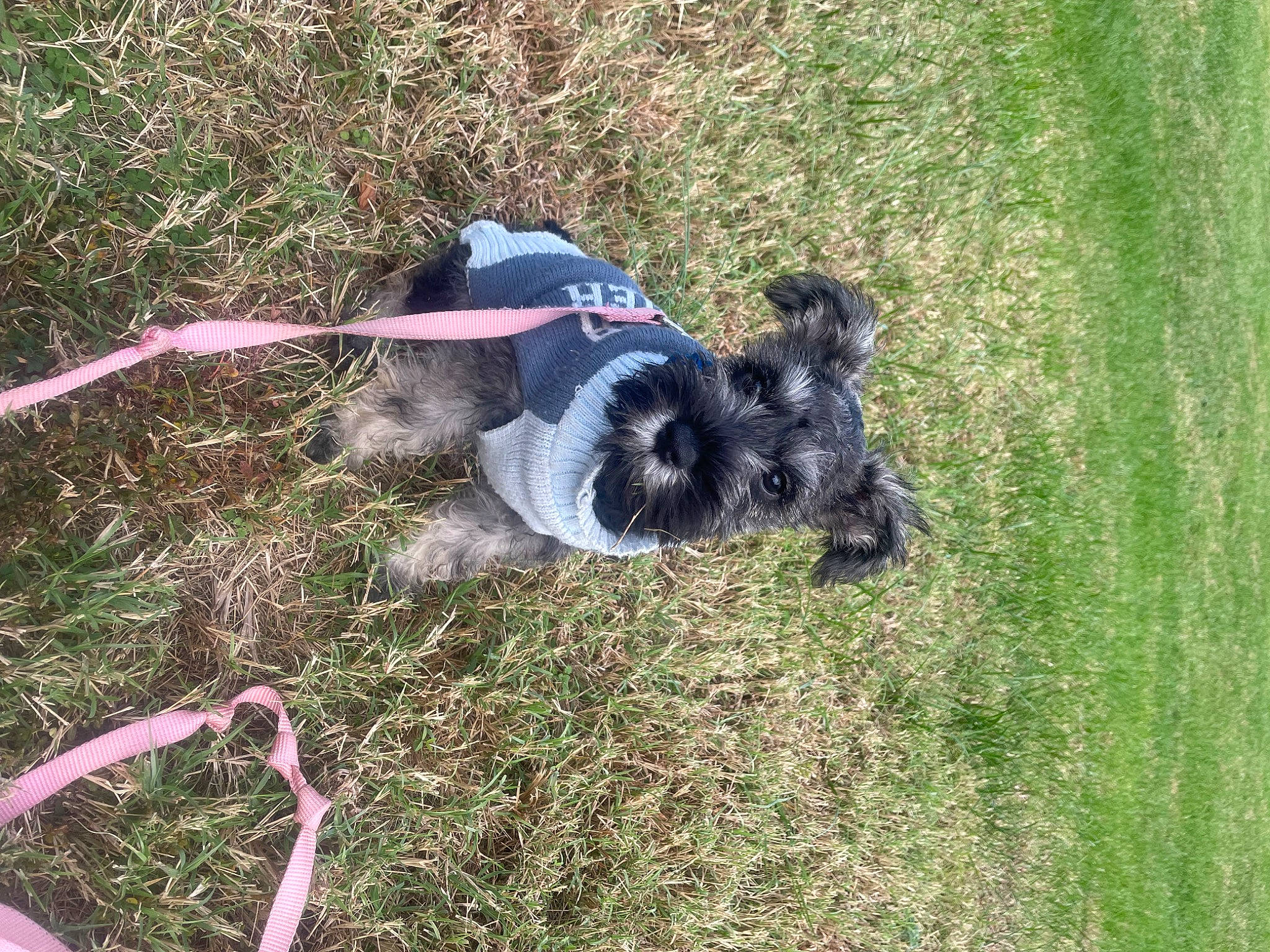 Bruce Wayne joined the competition — help win amazing prizes! automotive_tire, canidae, carnivore, companion_dog, dog, dog_breed, dog_supply, garden_hose, grass, grass_family, grassland, groundcover, lawn, personal_protective_equipment, plant, recreation, soil, sporting_group, tail, working_animal