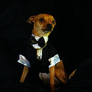 Rockets Redglare joined the competition — help win amazing prizes! dog, small_dog, tuxedo, bow_tie, chain_necklace, pet, animal, portrait, brown_dog, sitting, black_background, formal_wear, cute, indoor, fancy, canine, looking_away, clothing, accessory, posing
