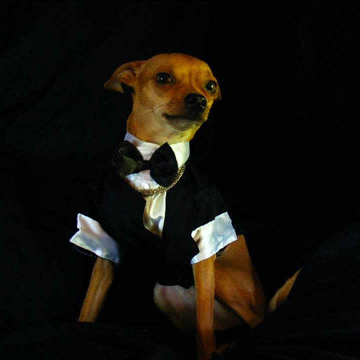 Rockets Redglare joined the competition — help win amazing prizes! accessory, animal, black_background, bow_tie, brown_dog, canine, chain_necklace, clothing, cute, dog, fancy, formal_wear, indoor, looking_away, pet, portrait, posing, sitting, small_dog, tuxedo