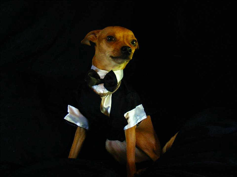 Rockets Redglare joined the competition — help win amazing prizes! dog, small_dog, tuxedo, bow_tie, chain_necklace, pet, animal, portrait, brown_dog, sitting, black_background, formal_wear, cute, indoor, fancy, canine, looking_away, clothing, accessory, posing