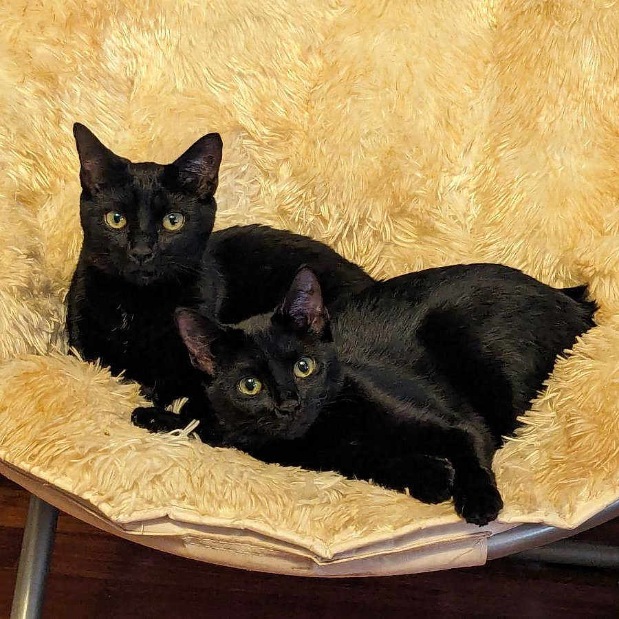 Mesha is registered to the contest to win money with this photo: animal_pair, black_cat, cat, chair, companion, cozy, curious, cute, domestic_cat, feline, fluffy, furniture, home, indoor, looking_at_camera, pets, relaxing, resting, soft_texture, two_animals