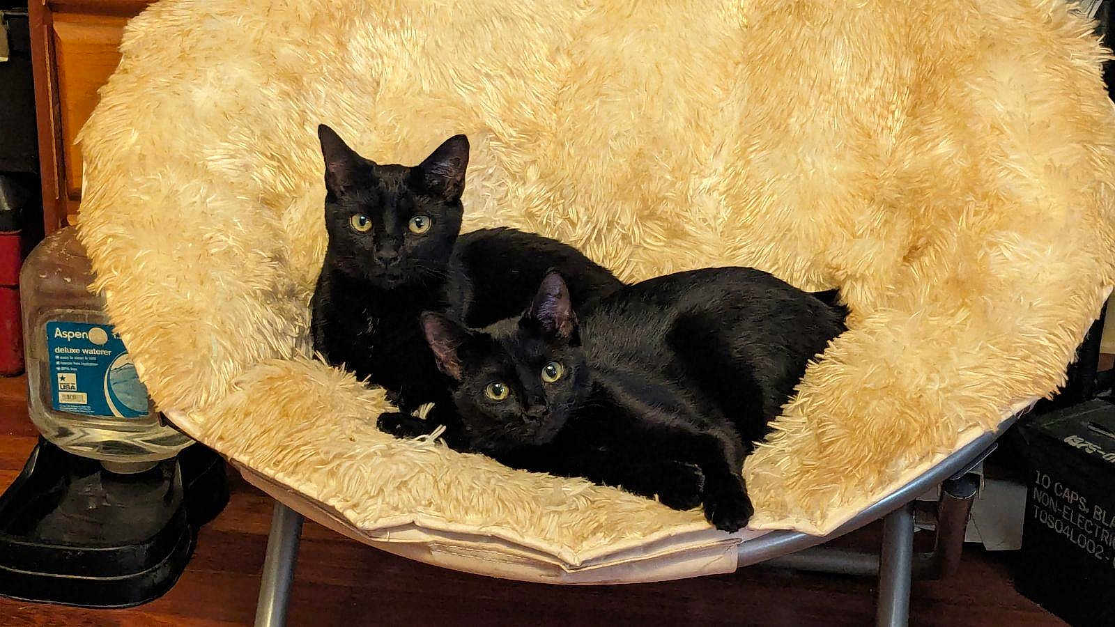 Mesha is registered to the contest to win money with this photo: black_cat, cat, feline, pets, indoor, chair, furniture, fluffy, cozy, relaxing, two_animals, animal_pair, cute, domestic_cat, looking_at_camera, resting, soft_texture, home, companion, curious