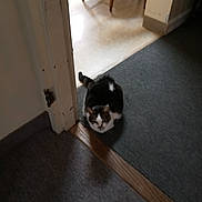 Misha is registered to the contest to win money with this photo: animal, black_and_white_cat, carpet, cat, chair, corner, domestic, doorway, feline, floor, floor_transition, furniture, home, indoor, pet, quiet, resting, shadow, wall, wood