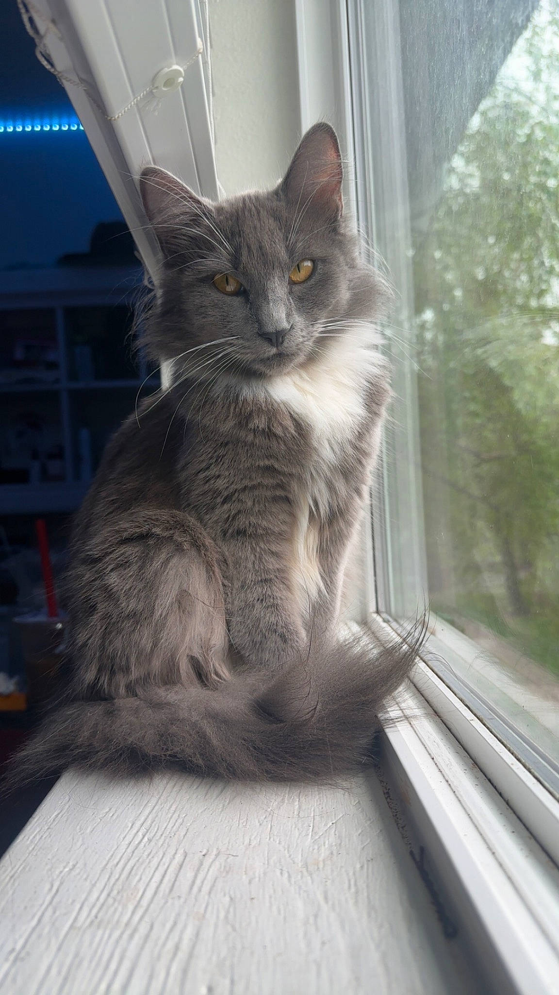 Sweet-pea joined the competition — help win amazing prizes! carnivore, cat, claw, comfort, domestic_short_haired_cat, felidae, fur, glass, grey, sitting, small_to_medium_sized_cats, snout, tail, whiskers, window