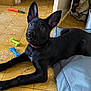 dog, black_dog, pet, puppy, floor, toy, chew_toy, yellow_floor, tile_floor, dog_bed, indoor, curious, alert, ears, collar, household, cozy, looking_up, animal, laying_down