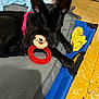 dog, black_dog, pet, toy, mickey_mouse, red_ring, bed, blanket, floor, yellow_tiles, indoor, pink_harness, animal, resting, ears, playful, paw, stuffed_toy, household, relaxing
