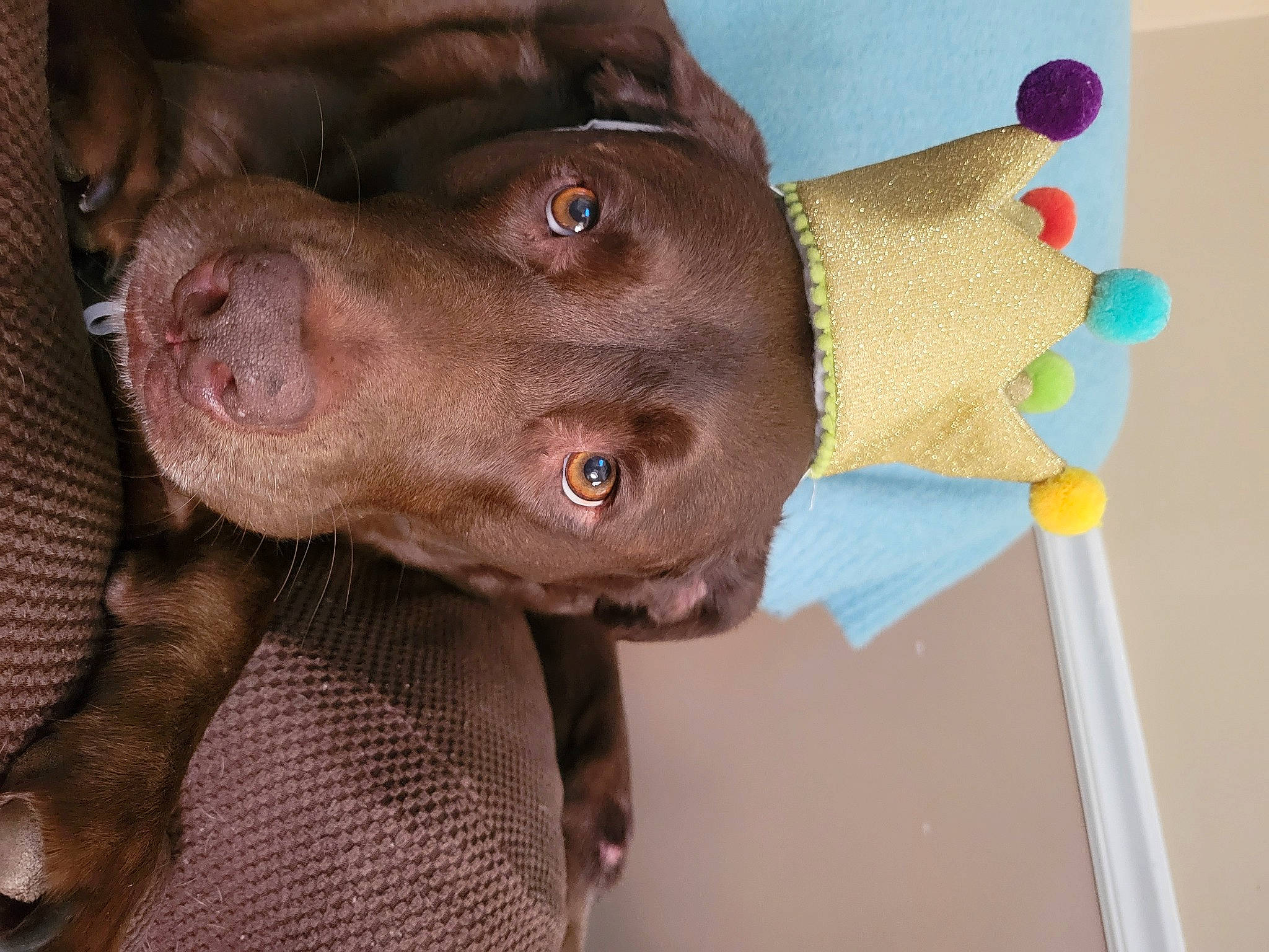 Shelby joined the competition — help win amazing prizes! canidae, carnivore, companion_dog, dog, dog_breed, ear, fashion_accessory, fawn, fur, gesture, hat, liver, selfie, snout, sporting_group, whiskers, working_animal, wrinkle