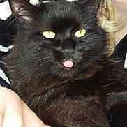 Moon a rejoint le concours — aidez-le/la à gagner de superbes lots ! asian_semi_longhair, black_cat, bombay, cat, cat_like_mammal, claw, domestic_long_haired_cat, domestic_short_haired_cat, european_shorthair, fur, kitten, norwegian_forest_cat, paw, small_to_medium_sized_cats, whiskers