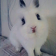 White a rejoint le concours — aidez-le/la à gagner de superbes lots ! angora_rabbit, cat, domestic_rabbit, hare, mammal, rabbit, rabits_and_hares, snout, whiskers, white