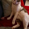 Tigre participe au concours pour gagner de l'argent avec cette photo : animal, blanket, brown, cat, comfortable, couch, cozy, cute, domestic, feline, fur, home, indoor, living_room, pet, pillow, relaxed, resting, sitting, white