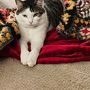 Tigre participe au concours pour gagner de l'argent avec cette photo : animal, blanket, cat, colorful_blanket, cozy, crocheted_afghan, cute, fur, home, indoor, lying_down, paws, pet, red_blanket, relaxed, resting, soft_surface, tabby, whiskers, white_fur