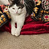 animal, blanket, cat, colorful_blanket, cozy, crocheted_afghan, cute, fur, home, indoor, lying_down, paws, pet, red_blanket, relaxed, resting, soft_surface, tabby, whiskers, white_fur