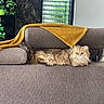 Yméa participe au concours pour gagner de l'argent avec cette photo : cat, fluffy_cat, couch, blanket, yellow_blanket, window, blinds, indoor, living_room, furniture, pet, animal, relaxed, resting, golden_brown, greenery, natural_light, cozy, domestic, calm