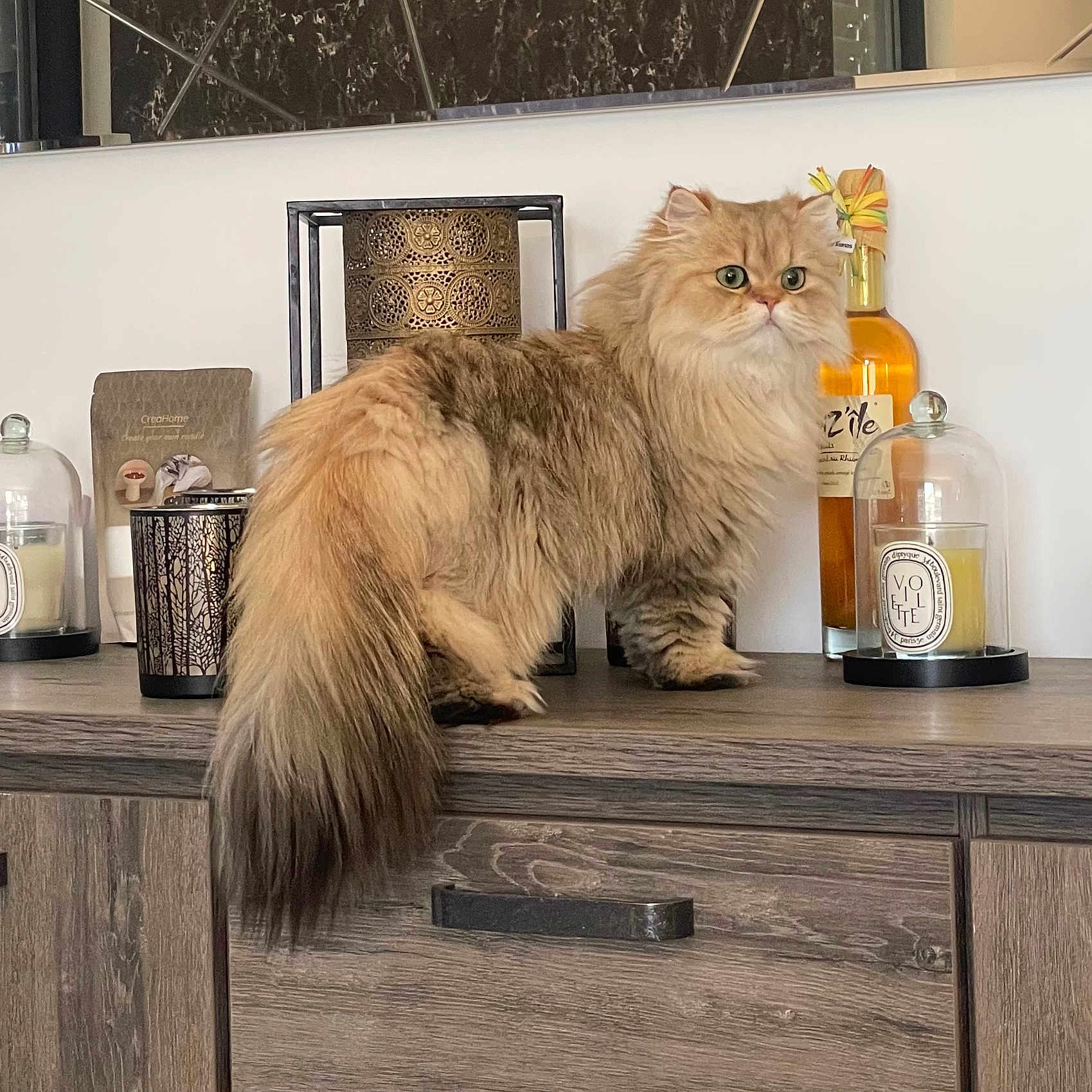 Yméa participe au concours pour gagner de l'argent avec cette photo : cat, fluffy, wooden_cabinet, candle, decor, green_eyes, curious, indoor, furniture, pet, domestic_cat, long_hair, tail, tabletop, glass_cover, bottle, ornament, brown, cream, home