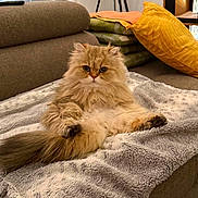 Yméa participe au concours pour gagner de l'argent avec cette photo : cat, fluffy, golden, pet, indoor, couch, blanket, pillow, cozy, furniture, window, blinds, lamp, relaxed, sitting, home, fur, tail, cute, animal