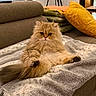 cat, fluffy, golden, pet, indoor, couch, blanket, pillow, cozy, furniture, window, blinds, lamp, relaxed, sitting, home, fur, tail, cute, animal