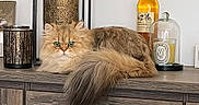 Yméa a rejoint le concours — aidez-le/la à gagner de superbes lots ! animal, bottle, candle, cat, cozy, decor, eyes, fluffy, furniture, glass_cover, green_eyes, home_interior, indoor, long_tail, orange_cat, pet, relaxed, resting, tabletop, wooden_cabinet