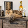 Yméa a rejoint le concours — aidez-le/la à gagner de superbes lots ! cat, fluffy, green_eyes, wooden_cabinet, decor, candle, bottle, glass_cover, home_interior, furniture, pet, animal, relaxed, indoor, orange_cat, long_tail, eyes, tabletop, resting, cozy