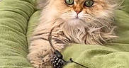 Yméa a rejoint le concours — aidez-le/la à gagner de superbes lots ! cat, fluffy, green_eyes, toy, feather, cushion, indoor, pet, feline, cute, relaxed, paw, fur, bed, cozy, animal, playful, soft, portrait, text_overlay