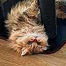 cat, fluffy, orange_cat, green_eyes, scratching_post, wooden_floor, pet, cute, indoor, animal, feline, playful, curious, fur, domestic_cat, relaxed, closeup, whiskers, ears, lying_down