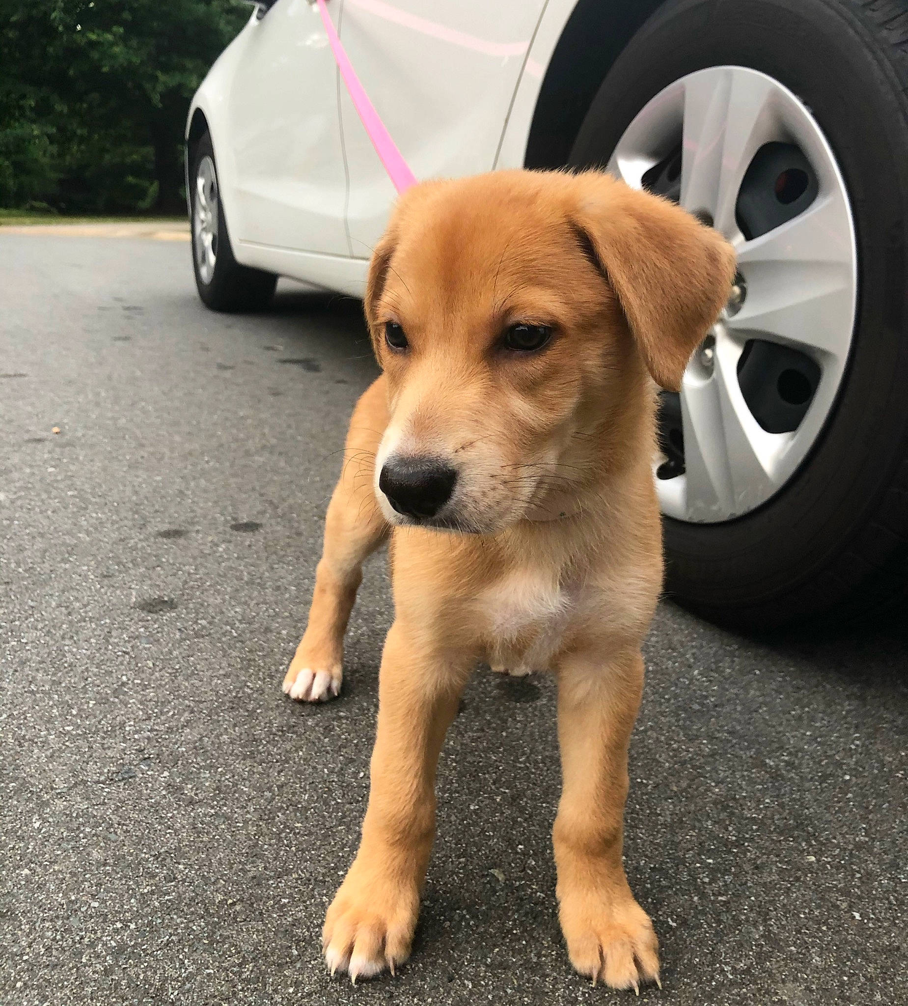 Parker is registered to the contest to win money with this photo: austrian_pinscher, beagador, canidae, carnivore, companion_dog, dog, dog_breed, fawn, labrador_retriever, mammal, potcake_dog, puppy, rare_breed_dog, snout, sporting_group, street_dog, tail, vehicle, vertebrate, working_dog