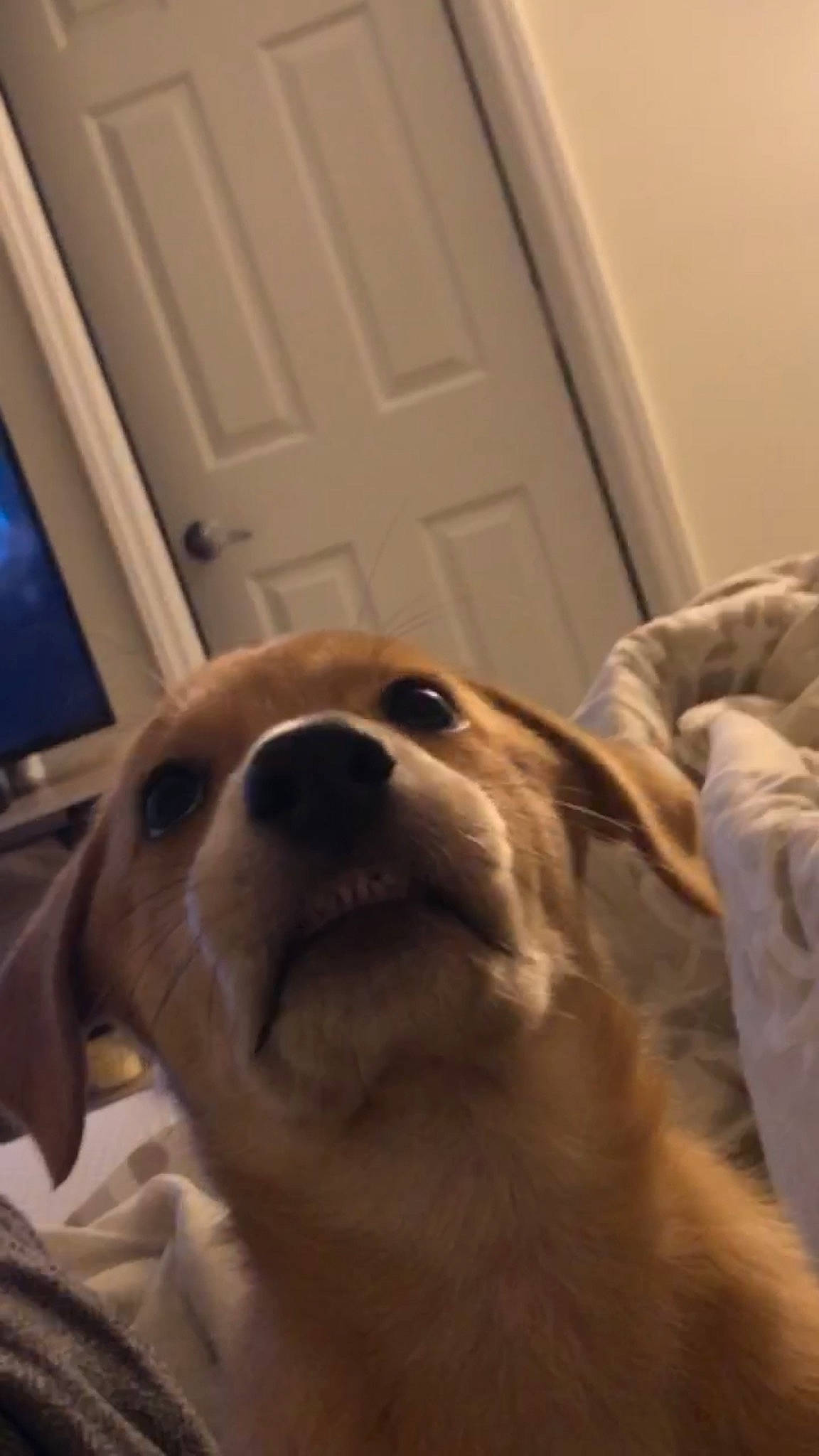 Parker joined the competition — help win amazing prizes! canidae, carnivore, companion_dog, dog, dog_breed, fawn, nose, pembroke_welsh_corgi, pomeranian, puppy, snout, sporting_group, welsh_corgi, whiskers