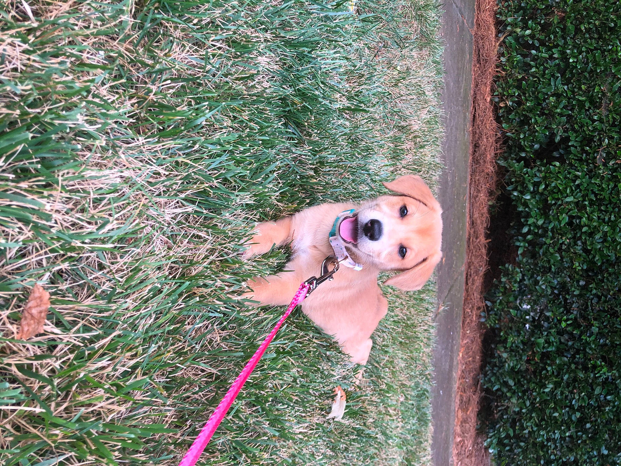 Parker joined the competition — help win amazing prizes! canidae, carnivore, dog, dog_breed, fawn, grass, leash, sporting_group