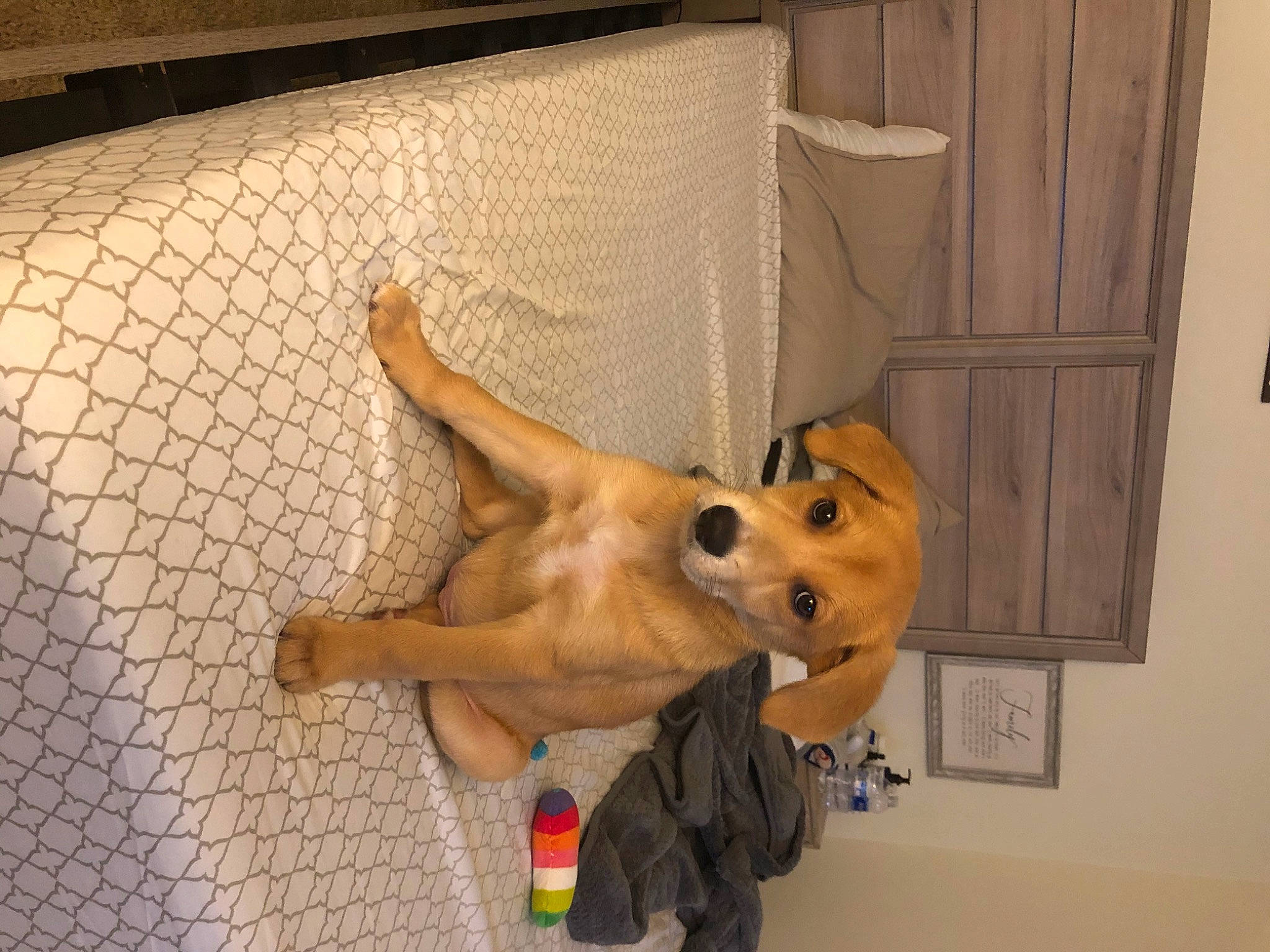 Parker joined the competition — help win amazing prizes! black_mouth_cur, canidae, carnivore, dog, dog_breed, fawn, retriever, snout, sporting_group, street_dog