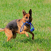 Prune participe au concours pour gagner de l'argent avec cette photo : dog, german_shepherd, toy, rope_toy, grass, field, outdoor, pet, animal, playful, running, active, canine, fur, ears, collar, nature, sunlight, greenery, happy