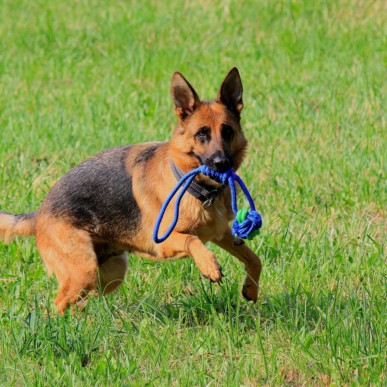 Prune participe au concours pour gagner de l'argent avec cette photo : dog, german_shepherd, toy, rope_toy, grass, field, outdoor, pet, animal, playful, running, active, canine, fur, ears, collar, nature, sunlight, greenery, happy