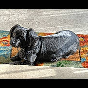 Rigby is registered to the contest to win money with this photo: animal, black_dog, calm, colorful_rug, companion, cozy, curious_expression, cute, dog, domestic_animal, floor, fur, indoors, looking_up, lying_down, pet, rug, shadow, small_dog, sunlight