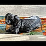 animal, black_dog, calm, colorful_rug, companion, cozy, curious_expression, cute, dog, domestic_animal, floor, fur, indoors, looking_up, lying_down, pet, rug, shadow, small_dog, sunlight