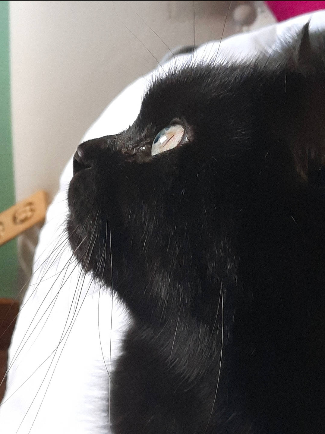 Poko a rejoint le concours — aidez-le/la à gagner de superbes lots ! black_cat, carnivore, cat, domestic_short_haired_cat, felidae, fur, small_to_medium_sized_cats, snout, terrestrial_animal, whiskers