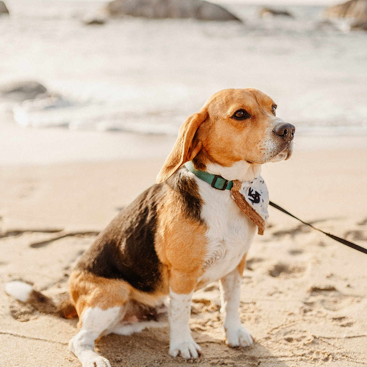 Sonic a rejoint le concours — aidez-le/la à gagner de superbes lots ! accessories, animal, beach, beagle, bird, canine, coast, dog, hound, leash, nature, outdoors, person, pet, puppy, sea, shoreline, strap, walkingdog, water
