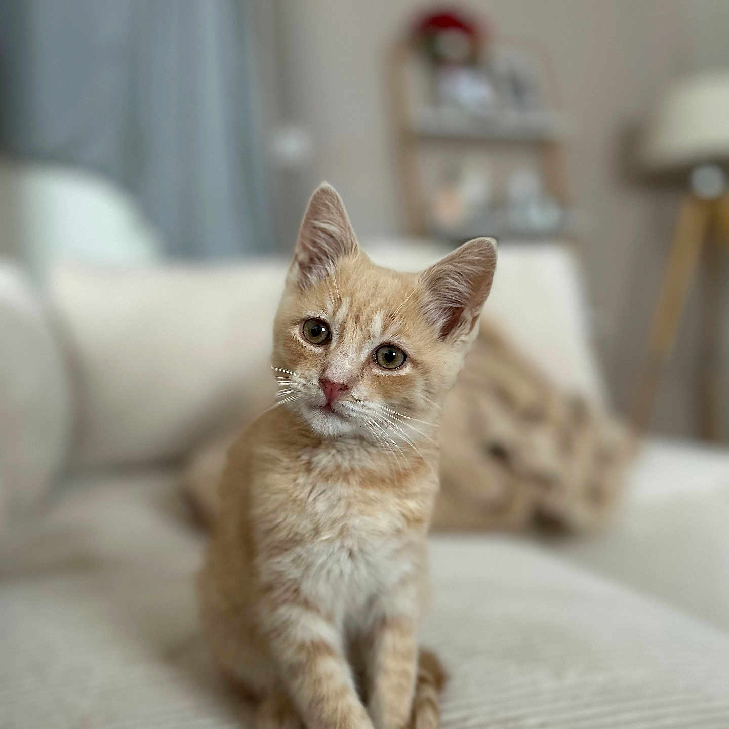 Simba a rejoint le concours — aidez-le/la à gagner de superbes lots ! animal, blurred_background, cat, couch, cozy, curious, cute, domestic_cat, feline, fur, home, indoors, kitten, orange_cat, pet, portrait, sitting, soft_light, whiskers, young_cat