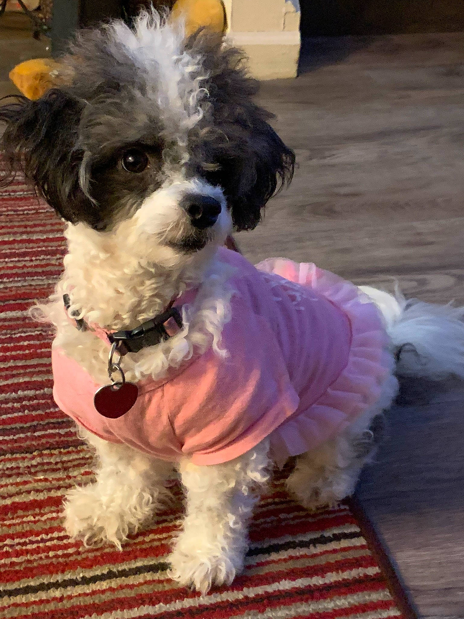 Tootie is registered to the contest to win money with this photo: canidae, carnivore, collar, companion_dog, dog, dog_breed, dog_clothes, dog_collar, dog_supply, event, fur, maltepoo, non_sporting_group, small_terrier, snout, sporting_group, terrier, toy_dog, water_dog, working_animal
