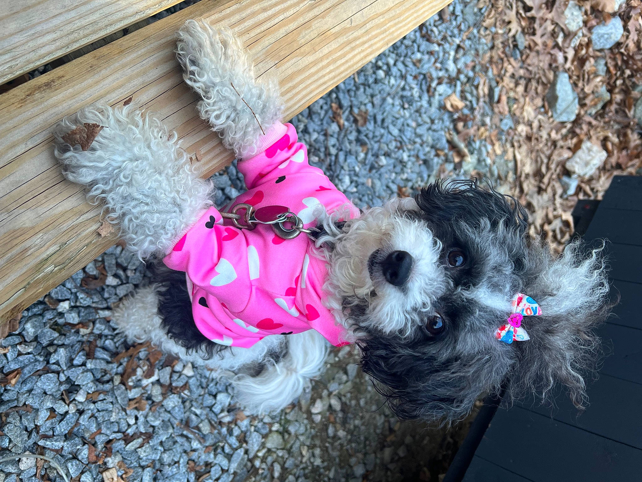 Tootie joined the competition — help win amazing prizes! canidae, carnivore, collar, companion_dog, dog, dog_breed, dog_clothes, dog_collar, dog_supply, fawn, hat, leash, magenta, pet_supply, pink, sporting_group, stuffed_toy, toy, toy_dog, wood