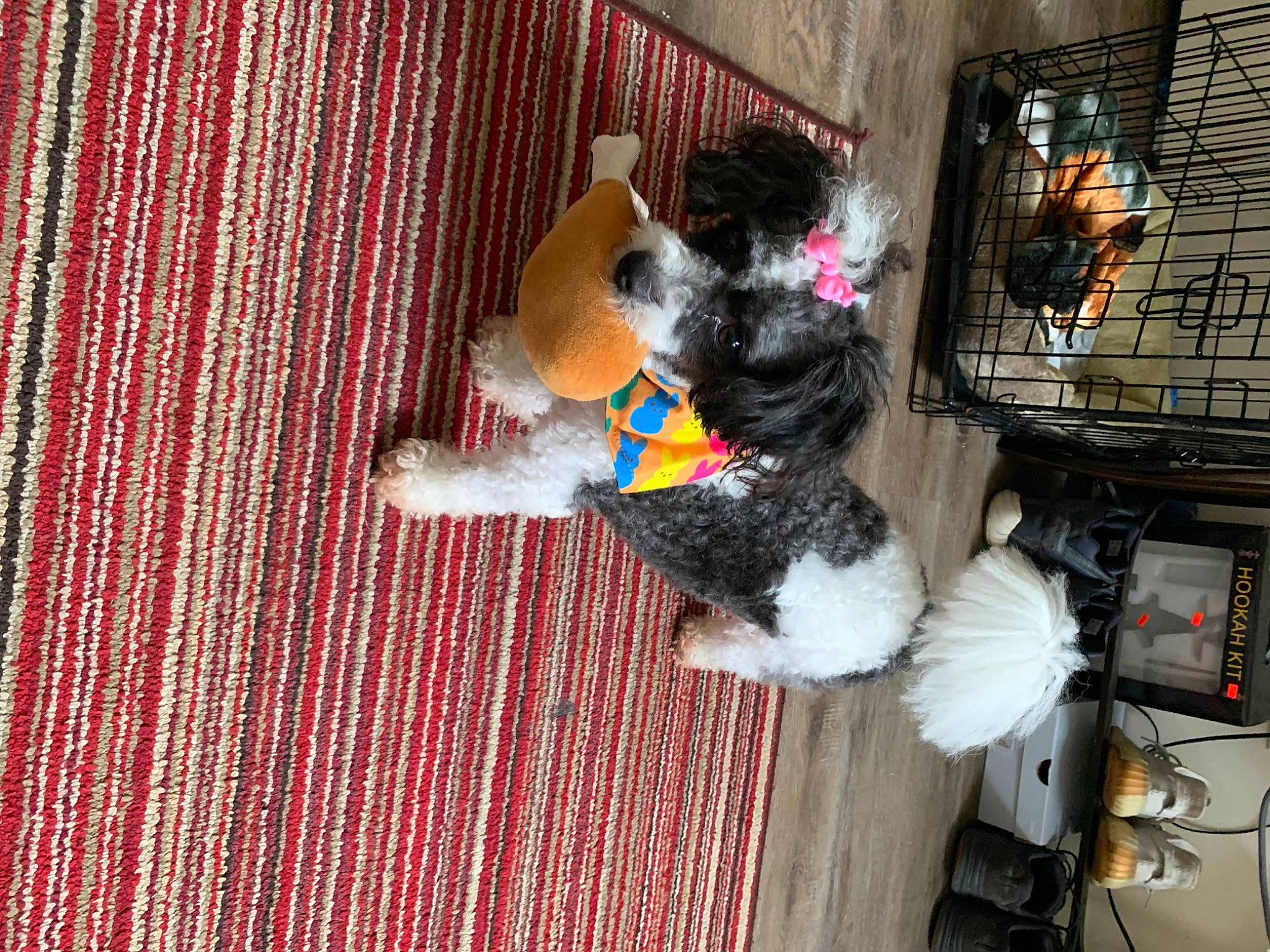 Tootie joined the competition — help win amazing prizes! canidae, carnivore, collar, companion_dog, dog, dog_breed, dog_supply, flooring, fur, hardwood, non_sporting_group, pattern, pet_supply, plaid, room, sporting_group, tail, textile, wood, woven_fabric