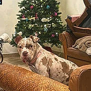 Coco Channel joined the competition — help win amazing prizes! blanket, brown, chair, christmas_tree, cozy, decorations, dog, festive, floor_tiles, furniture, holiday, home, indoor, living_room, ornaments, pet, pink_collar, relaxing, tree_lights, wall_art