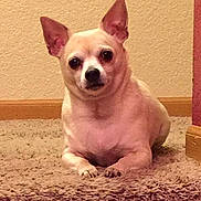 Pooty joined the competition — help win amazing prizes!