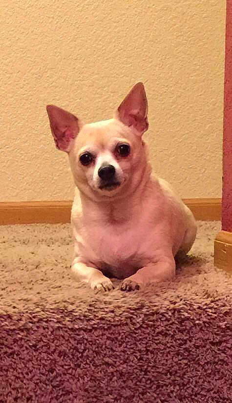 Pooty joined the competition — help win amazing prizes!