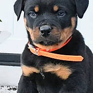 Rocky is registered to the contest to win money with this photo: rottweiler, puppy, dog, black, brown, orange_collar, pet, animal, outdoor, concrete, door, young, cute, sitting, fur, ears, face, portrait, canine, companion